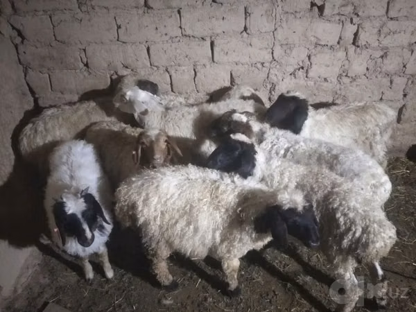 Sheep, Sheep — Uzbekistan