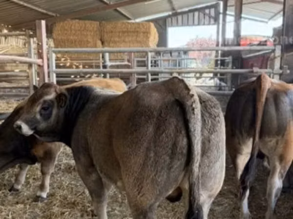 Bò đực, Partenaise cattle