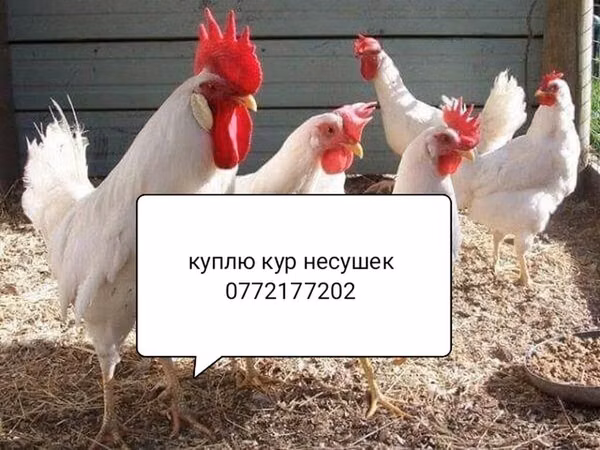 Leghorn — Kyrgyzstan