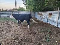 Vaca, Russian Black pied cattle — foto 6