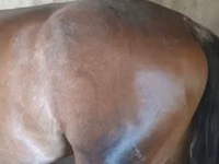 Cavallo, Cavalli — foto 7