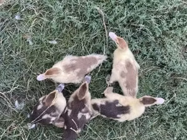 Ducks — Hungary