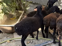 كبش, Aland sheep — الصورة 2