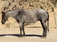Koń, Quarter Horse — zdjęcie 8