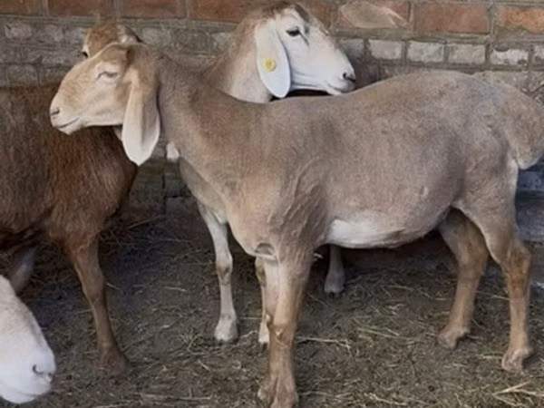 Sheep, Edilbay sheep