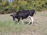 Vache, Race Holstein — photo 4
