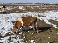 Krowa, Simmental cattle — zdjęcie 2