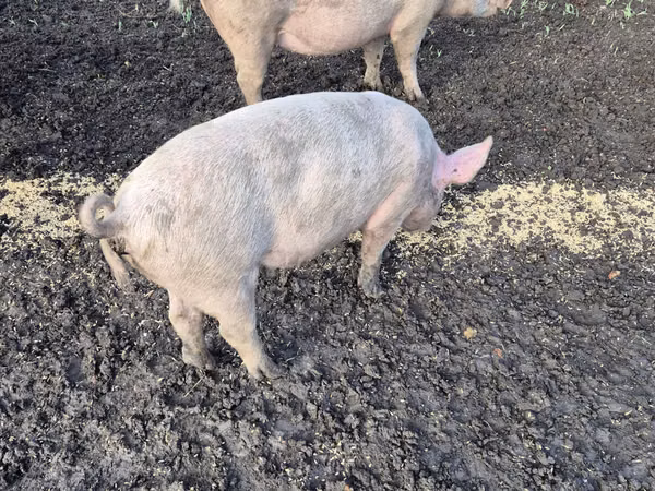 Boar, Pigs — Moldova