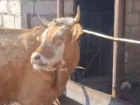 Үнээ, Simmental cattle — 2 зураг