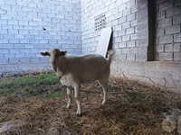 แพะตัวเมีย, Saanen goat — รูปภาพ 8