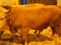 Cow, Simmental cattle — photo 3