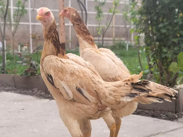 Shamo chickens