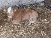 母牛, Simmental cattle — 照片 3