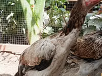 Chickens — photo 3