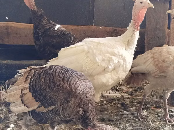 Turkeys — Kirgistaan