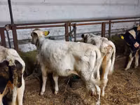 Гововмол (партия, ҷинс муайян нашудааст), Simmental cattle — акс 2