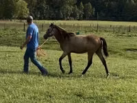 Mare, Rocky Mountain Horse — photo 7