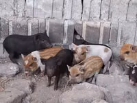 خوک (گروه، جنسیت مشخص نشده) — عکس 3