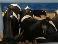 Бұқа, Russian Black pied cattle — 4-сурет