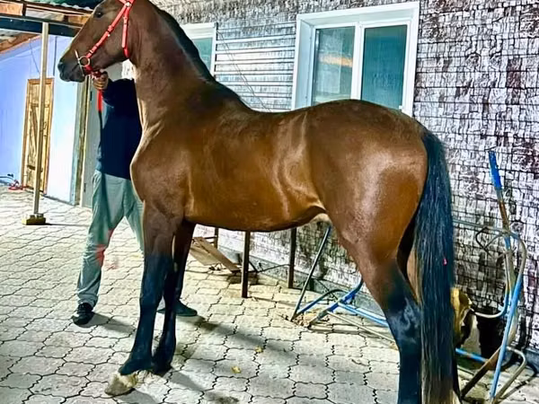 Horse (M), Orlov Trotter