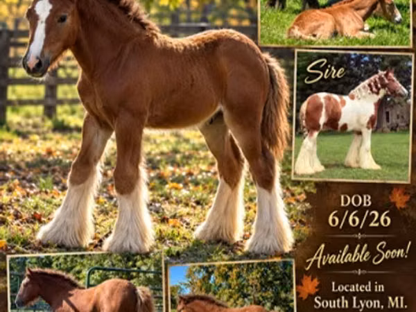 ม้าตัวเมีย, Gypsy horse