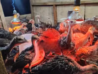 Turkeys — تصویر 6