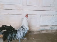 برایکل — عکس 5