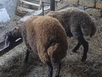 Biri-biri betina, Sheep — foto 1