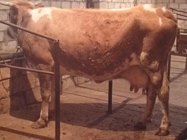 Cow, Simmental cattle