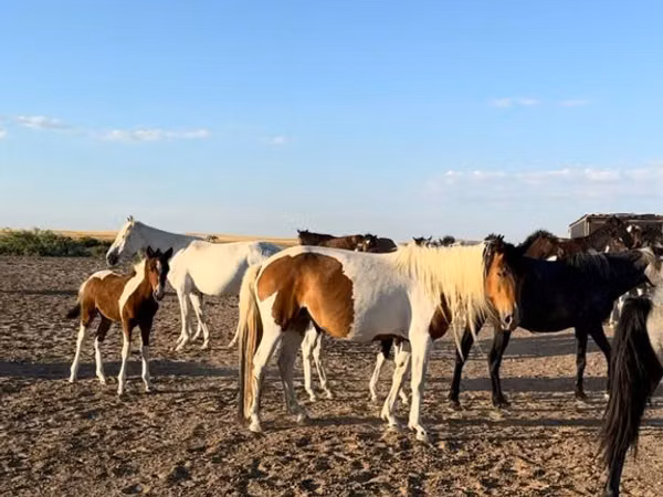 Kuda betina, Horses — Kazakhstan