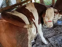 सांड, Simmental cattle — फ़ोटो 1