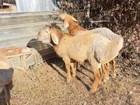 Vædder, Edilbay sheep — foto 7