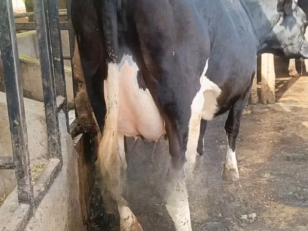 गाय, गोलस्टीन नस्ल