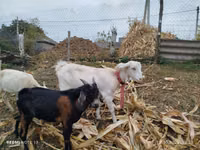 Echki, Nubian Goat — 1-rasm