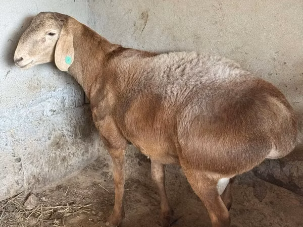 मेढ़ा, भेड़