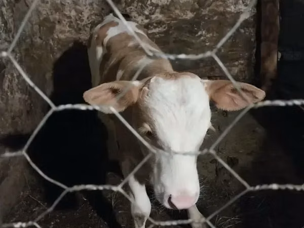 ወንድ በሬ, Cattle