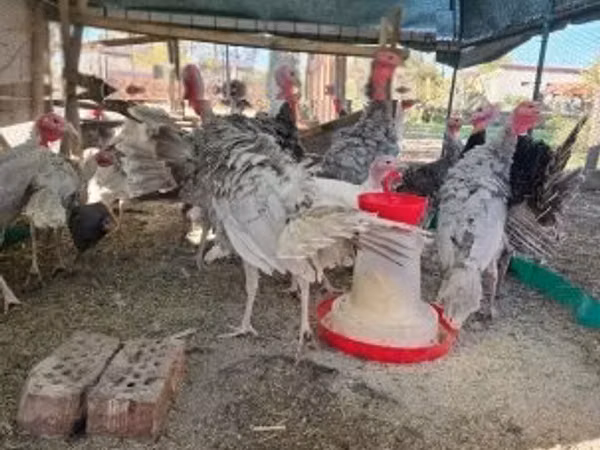 Turkeys — مجارستان