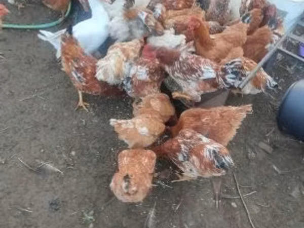 Chickens — Węgry