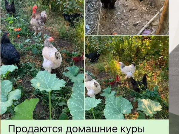 Brahma — Kyrgyzstan