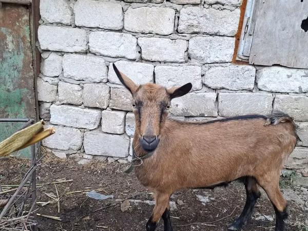 แพะตัวเมีย, Italian Alpine goat