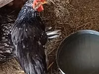 Chickens — عکس 5