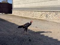 Chickens — photo 5