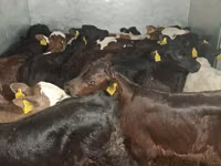 Bull, Cattle — photo 4