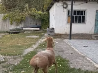 Sheep, Arashan sheep — photo 3