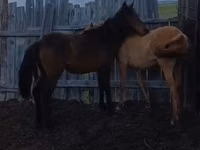 Kuda betina, Kazakh horse — foto 2