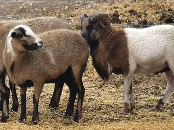 भेड़, Cameroon sheep