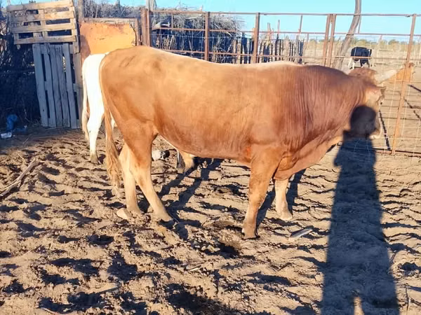 公牛, Cattle — 哈萨克斯坦