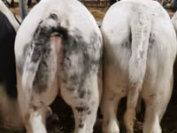 Bull, Belgian Blue — photo 4