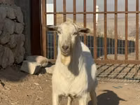ወንድ ፍየል, Saanen goat — ፎቶ 2
