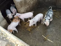 Boar, Pigs — photo 1